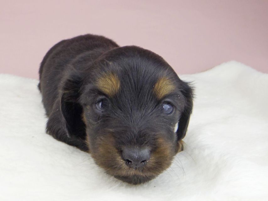 ミニチュアダックスフンド ココcs & ブルースの子犬 ブラックタン 男の子（2）