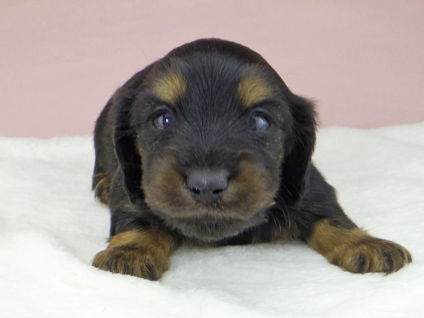 ミニチュアダックスフンド ココcs & ブルースの子犬 ブラックタン 男の子（2）