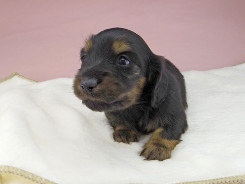 ミニチュアダックスフンド ココcs & ブルースの子犬 ブラックタン 男の子（2）