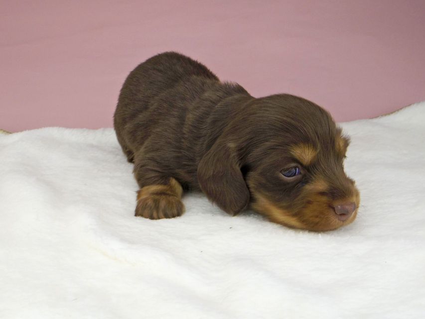 ミニチュアダックスフンド ココcs & ブルースの子犬 チョコタン 女の子(1)_IGP3916 ミニチュアダックスフンド ココcs & ブルースの子犬 チョコタン 女の子(1)