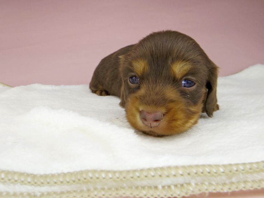 ミニチュアダックスフンド ココcs & ブルースの子犬 チョコタン 女の子(1)_IGP3923 ミニチュアダックスフンド ココcs & ブルースの子犬 チョコタン 女の子(1)