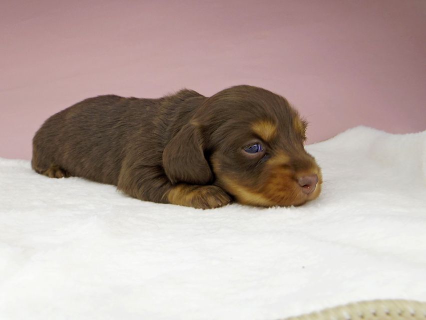 ミニチュアダックスフンド ココcs & ブルースの子犬 チョコタン 女の子(1)_IGP3934 ミニチュアダックスフンド ココcs & ブルースの子犬 チョコタン 女の子(1)