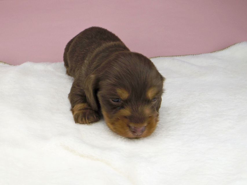 ミニチュアダックスフンド ココcs & ブルースの子犬 チョコタン 女の子(1)_IGP3937 ミニチュアダックスフンド ココcs & ブルースの子犬 チョコタン 女の子(1)