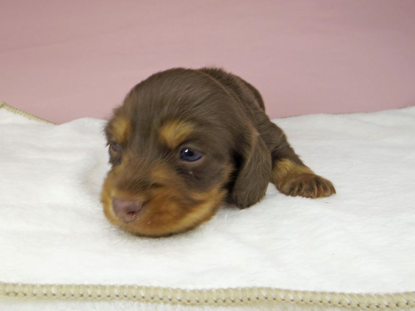 ミニチュアダックスフンド ココcs & ブルースの子犬 チョコタン 女の子(1)_IGP3959 ミニチュアダックスフンド ココcs & ブルースの子犬 チョコタン 女の子(1)