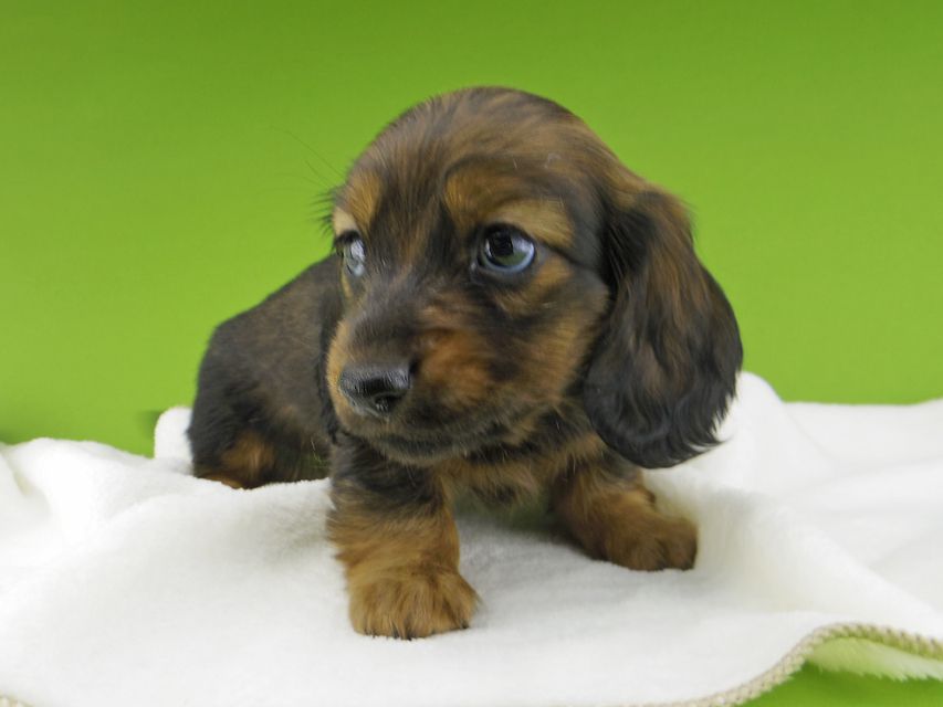 ミニチュア ダックスフンド ルチアhp & ブルースの子犬 レッド 男の子_IGP4374 ミニチュア ダックスフンド ルチアhp & ブルースの子犬 レッド 男の子