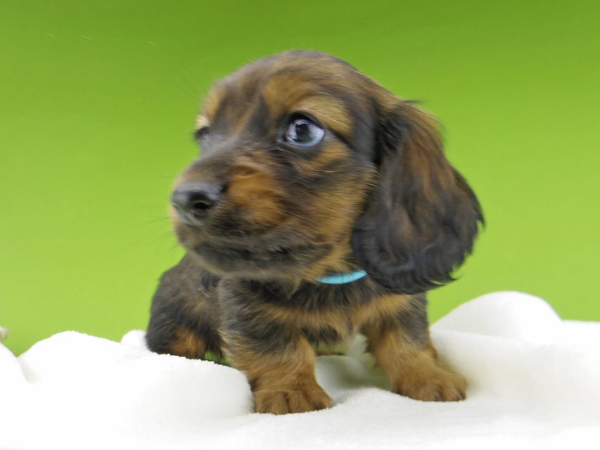 ミニチュア ダックスフンド ルチアhp & ブルースの子犬 レッド 男の子_IGP4378 ミニチュア ダックスフンド ルチアhp & ブルースの子犬 レッド 男の子