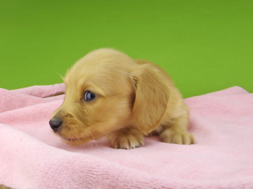 カニンヘンダックスフンド ティナ & 竹千代の子犬 ゴールド 男の子(1)_IGP4390 カニンヘンダックスフンド ティナ & 竹千代の子犬 ゴールド 男の子(1)