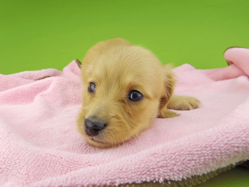 カニンヘンダックスフンド ティナ & 竹千代の子犬 ゴールド 男の子(1)_IGP4394 カニンヘンダックスフンド ティナ & 竹千代の子犬 ゴールド 男の子(1)