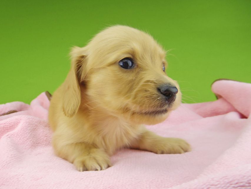 カニンヘンダックスフンド ティナ & 竹千代の子犬 ゴールド 男の子(1)_IGP4398 カニンヘンダックスフンド ティナ & 竹千代の子犬 ゴールド 男の子(1)
