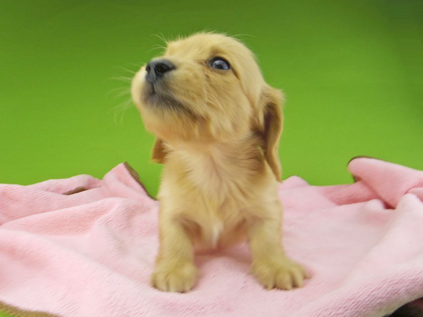 カニンヘンダックスフンド ティナ & 竹千代の子犬 ゴールド 男の子(1)_IGP4404 カニンヘンダックスフンド ティナ & 竹千代の子犬 ゴールド 男の子(1)