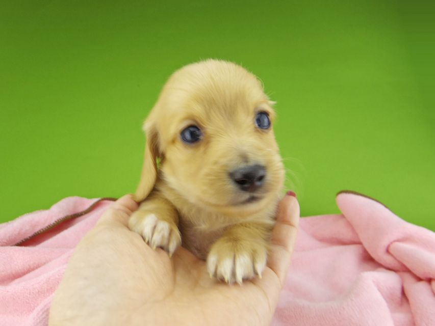 カニンヘンダックスフンド ティナ & 竹千代の子犬 ゴールド 男の子(2)_IGP4418 カニンヘンダックスフンド ティナ & 竹千代の子犬 ゴールド 男の子(2)