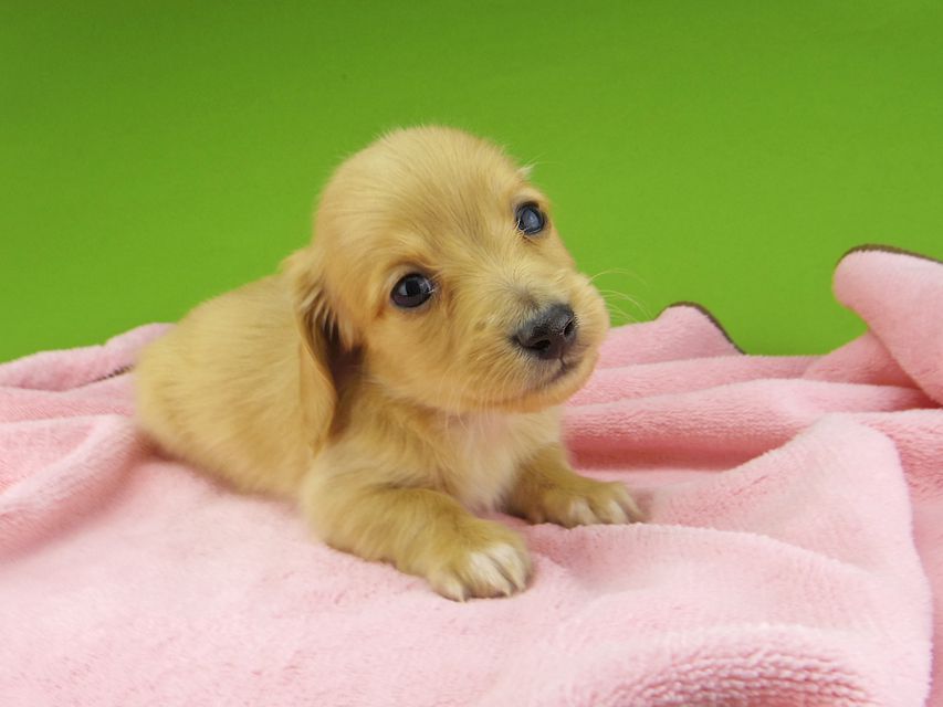 カニンヘンダックスフンド ティナ & 竹千代の子犬 ゴールド 男の子(2)_IGP4423 カニンヘンダックスフンド ティナ & 竹千代の子犬 ゴールド 男の子(2)