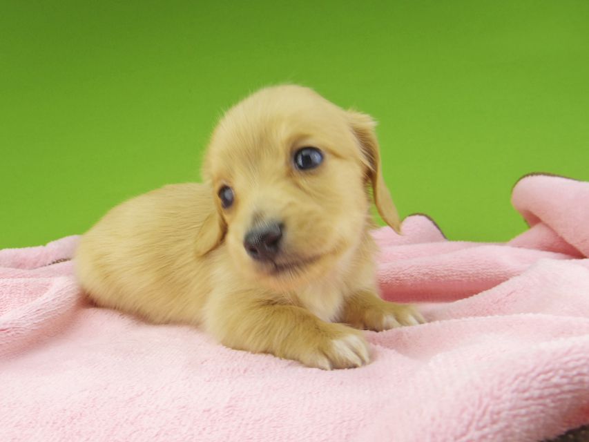 カニンヘンダックスフンド ティナ & 竹千代の子犬 ゴールド 男の子(2)_IGP4424 カニンヘンダックスフンド ティナ & 竹千代の子犬 ゴールド 男の子(2)