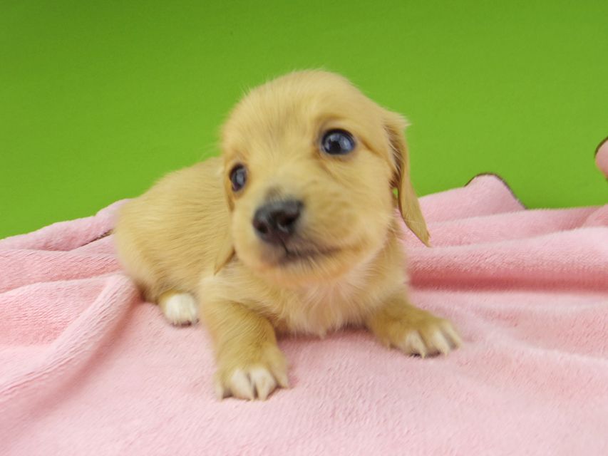 カニンヘンダックスフンド ティナ & 竹千代の子犬 ゴールド 男の子(2)_IGP4425 カニンヘンダックスフンド ティナ & 竹千代の子犬 ゴールド 男の子(2)