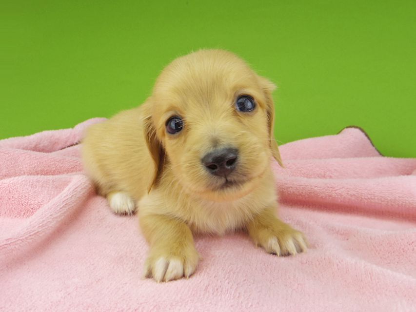 カニンヘンダックスフンド ティナ & 竹千代の子犬 ゴールド 男の子(2)_IGP4427 カニンヘンダックスフンド ティナ & 竹千代の子犬 ゴールド 男の子(2)