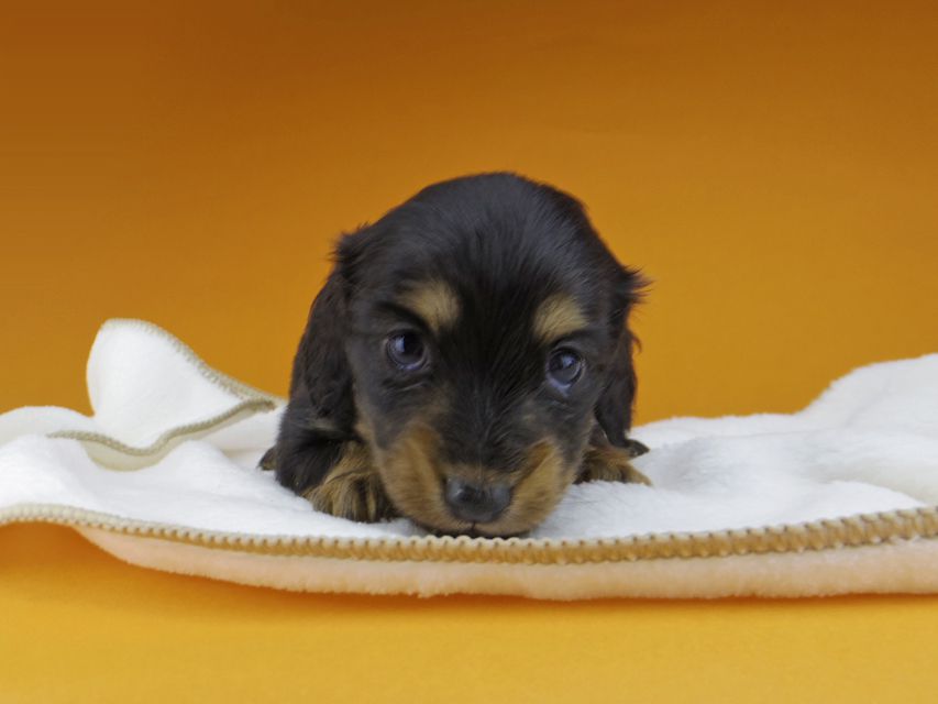 カニンヘンダックスフンド ラムネkk & 朝日の子犬 ブラックタン  女の子