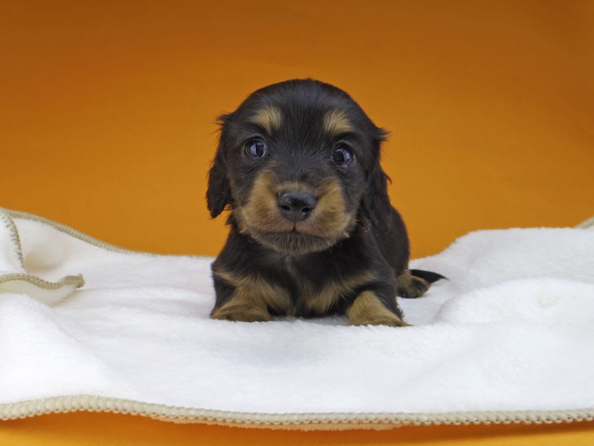 カニンヘンダックスフンド ラムネkk & 朝日の子犬 ブラックタン  女の子
