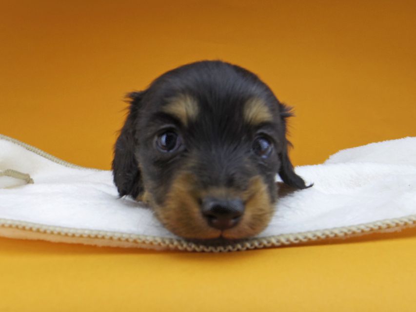 カニンヘンダックスフンド ラムネkk & 朝日の子犬 ブラックタン  女の子