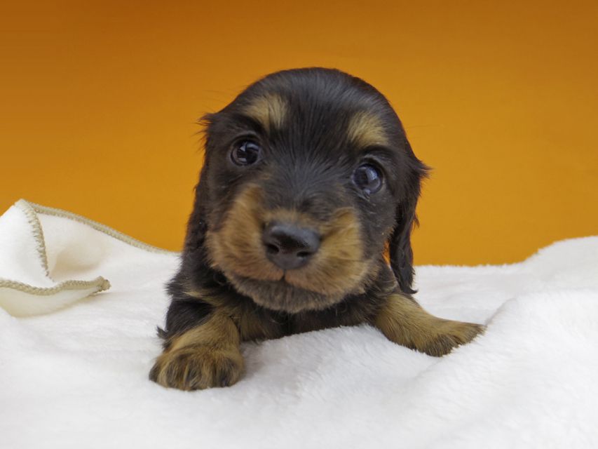 カニンヘンダックスフンド ラムネkk & 朝日の子犬 ブラックタン  女の子