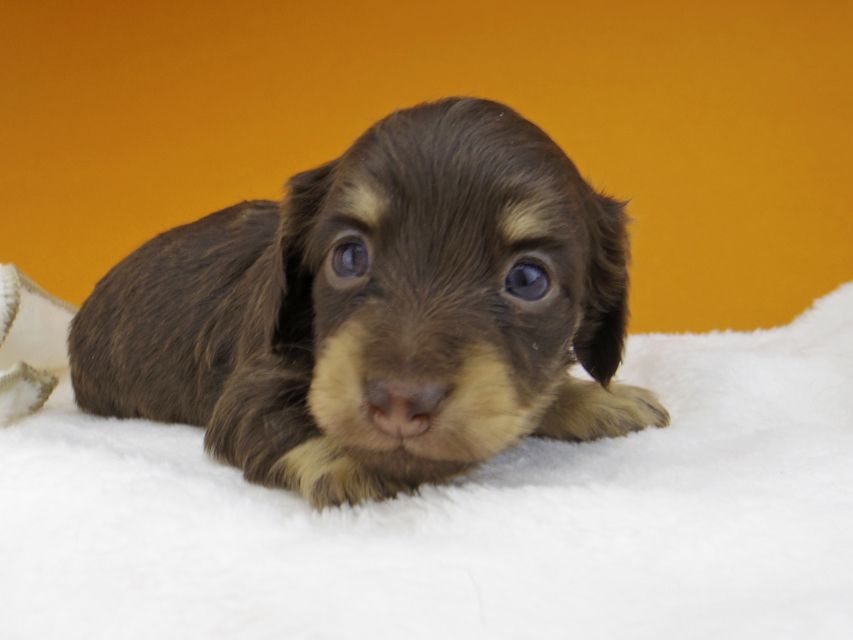 カニンヘンダックスフンド ラムネkk & 朝日の子犬 チョコイエロー（チョコクリーム）  女の子