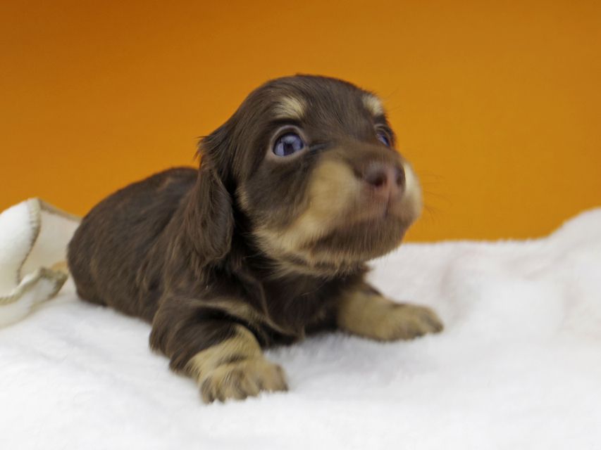 カニンヘンダックスフンド ラムネkk & 朝日の子犬 チョコイエロー（チョコクリーム）  女の子