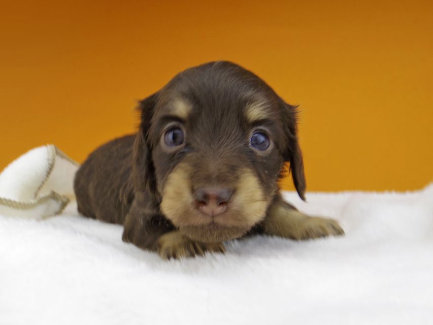 カニンヘンダックスフンド ラムネkk & 朝日の子犬 チョコイエロー（チョコクリーム）  女の子