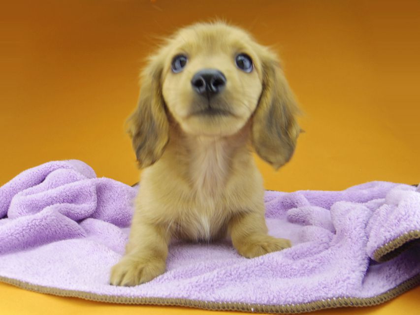 カニンヘンダックスフンド ハニー & 竹千代の子犬 レッド 男の子_IGP4482 カニンヘンダックスフンド ハニー & 竹千代の子犬 レッド 男の子