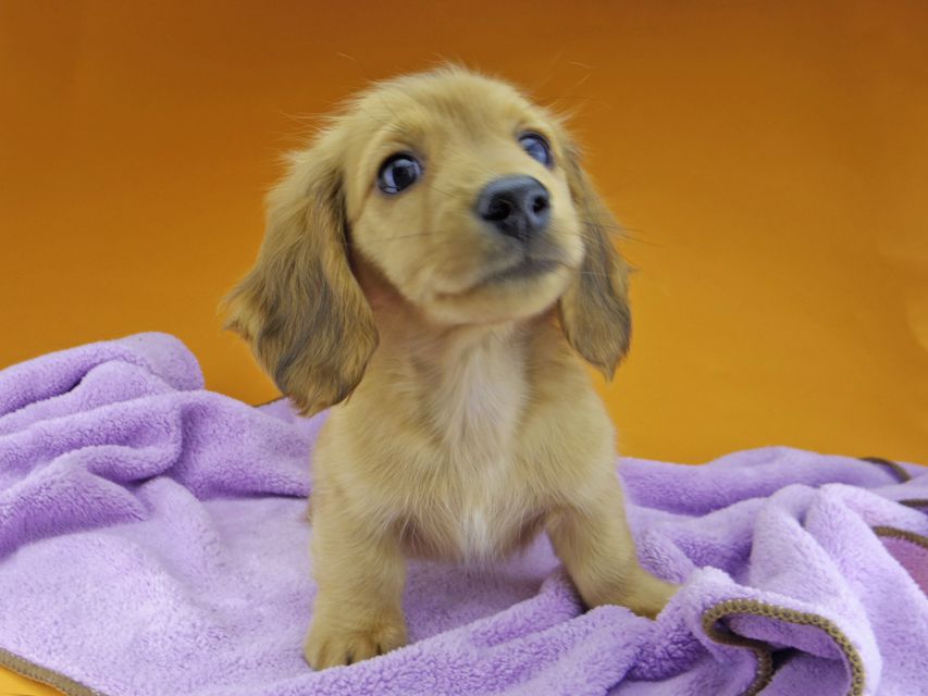 カニンヘンダックスフンド ハニー & 竹千代の子犬 レッド 男の子_IGP4487 カニンヘンダックスフンド ハニー & 竹千代の子犬 レッド 男の子