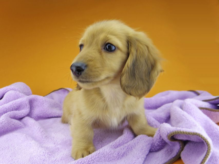 カニンヘンダックスフンド ハニー & 竹千代の子犬 レッド 男の子_IGP4490 カニンヘンダックスフンド ハニー & 竹千代の子犬 レッド 男の子