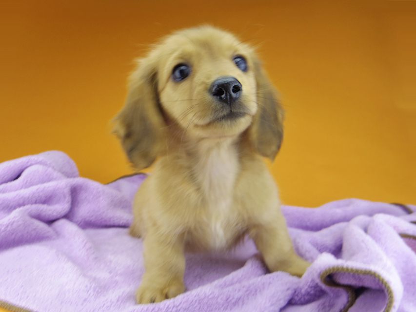 カニンヘンダックスフンド ハニー & 竹千代の子犬 レッド 男の子_IGP4492 カニンヘンダックスフンド ハニー & 竹千代の子犬 レッド 男の子