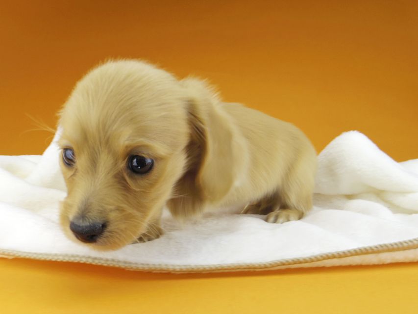 カニンヘン. ダックスフンド ティナ & 竹千代の子犬 ゴールド 男の子（1）