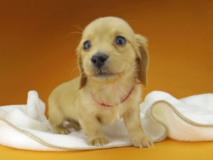 カニンヘン. ダックスフンド ティナ & 竹千代の子犬 ゴールド 男の子（1）