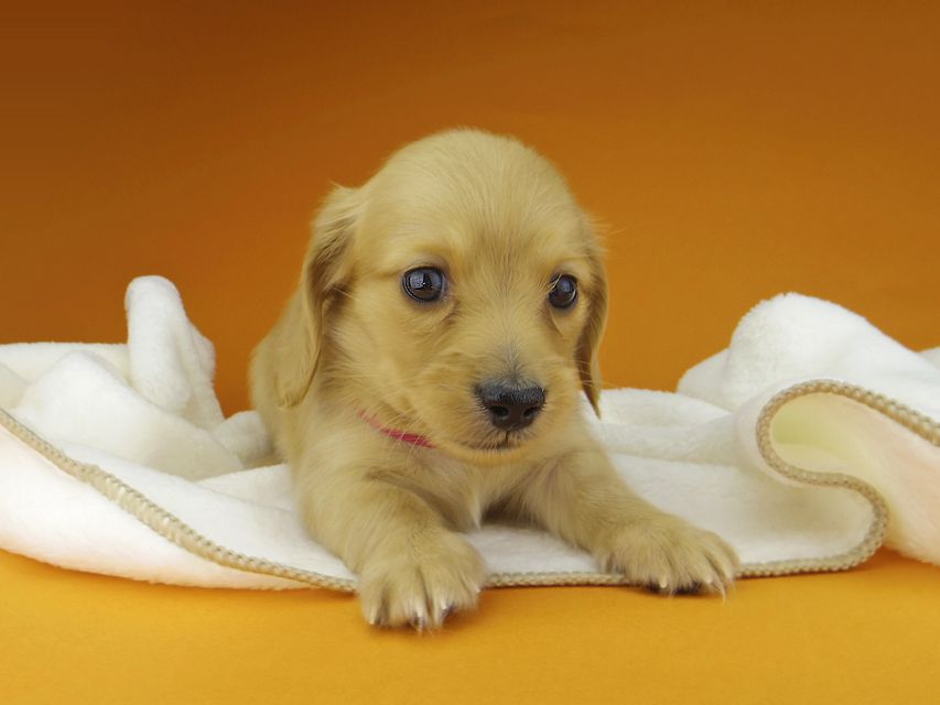 カニンヘン. ダックスフンド ティナ & 竹千代の子犬 ゴールド 男の子（1）