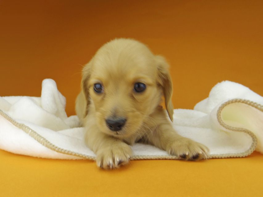 カニンヘン. ダックスフンド ティナ & 竹千代の子犬 ゴールド 男の子（1）