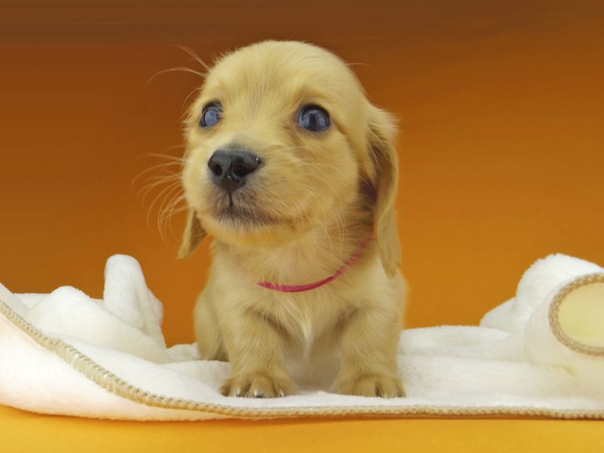 カニンヘン. ダックスフンド ティナ & 竹千代の子犬 ゴールド 男の子（1）