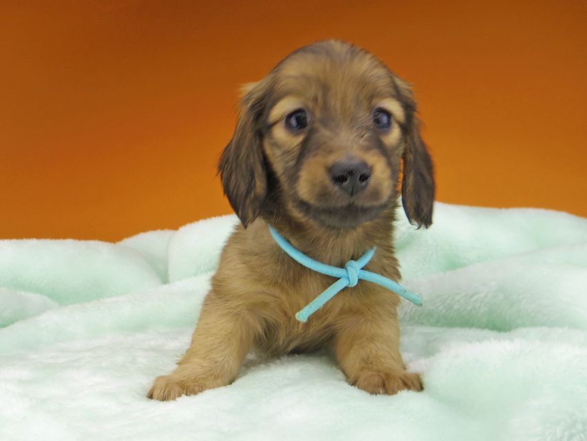 ミニチュアダックスフンド メイプルhp & 竹千代の子犬 レッド 男の子(2)_IGP4604 ミニチュアダックスフンド メイプルhp & 竹千代の子犬 レッド 男の子(2)