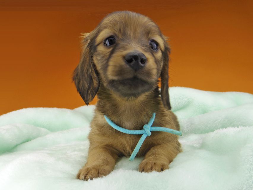 ミニチュアダックスフンド メイプルhp & 竹千代の子犬 レッド 男の子(2)_IGP4612 ミニチュアダックスフンド メイプルhp & 竹千代の子犬 レッド 男の子(2)