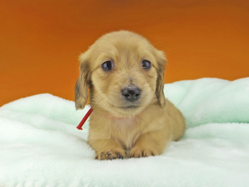 ミニチュアダックスフンド メイプルhp & 竹千代の子犬 イエロー(クリーム) 女の子_IGP4653 ミニチュアダックスフンド メイプルhp & 竹千代の子犬 イエロー(クリーム) 女の子