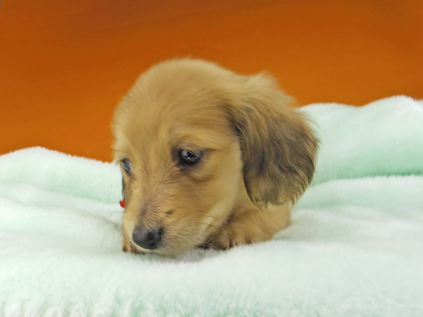 ミニチュアダックスフンド メイプルhp & 竹千代の子犬 イエロー(クリーム) 女の子_IGP4656 ミニチュアダックスフンド メイプルhp & 竹千代の子犬 イエロー(クリーム) 女の子