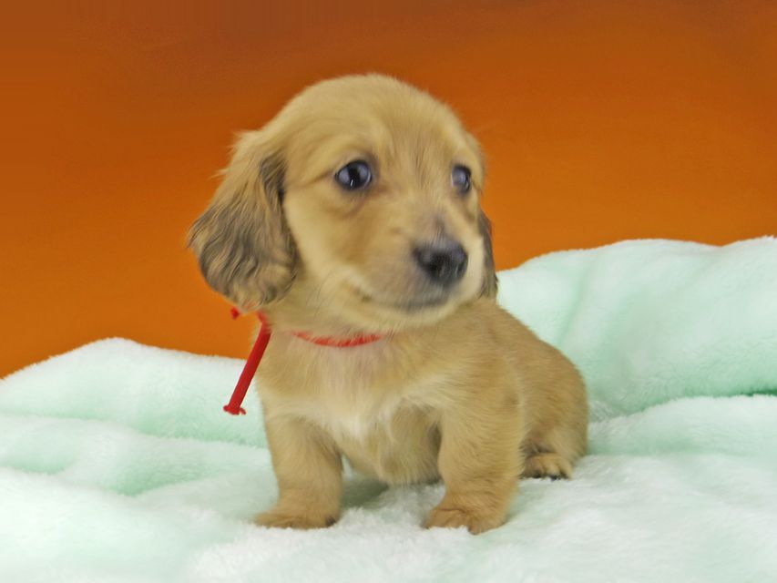 ミニチュアダックスフンド メイプルhp & 竹千代の子犬 イエロー(クリーム) 女の子_IGP4660 ミニチュアダックスフンド メイプルhp & 竹千代の子犬 イエロー(クリーム) 女の子