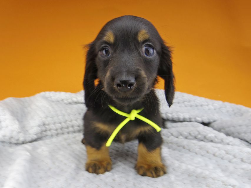 ミニチュアダックスフンド ルチアhp & ブルースの子犬 ブラタン 男の子_IGP4680 ミニチュアダックスフンド ルチアhp & ブルースの子犬 ブラタン 男の子