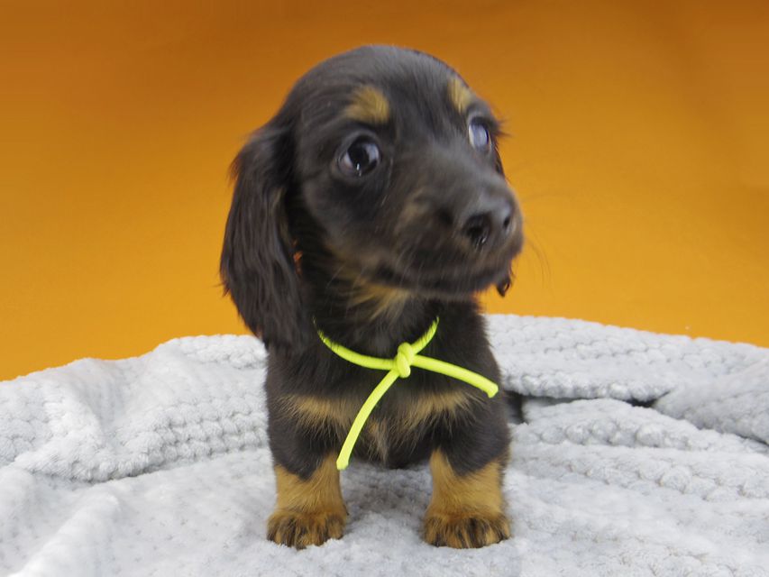 ミニチュアダックスフンド ルチアhp & ブルースの子犬 ブラタン 男の子_IGP4682 ミニチュアダックスフンド ルチアhp & ブルースの子犬 ブラタン 男の子