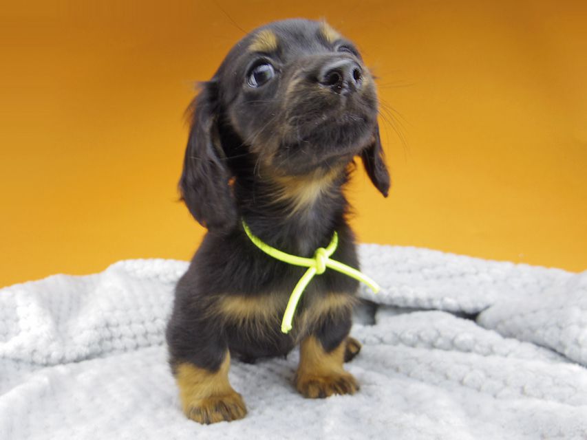 ミニチュアダックスフンド ルチアhp & ブルースの子犬 ブラタン 男の子_IGP4684 ミニチュアダックスフンド ルチアhp & ブルースの子犬 ブラタン 男の子