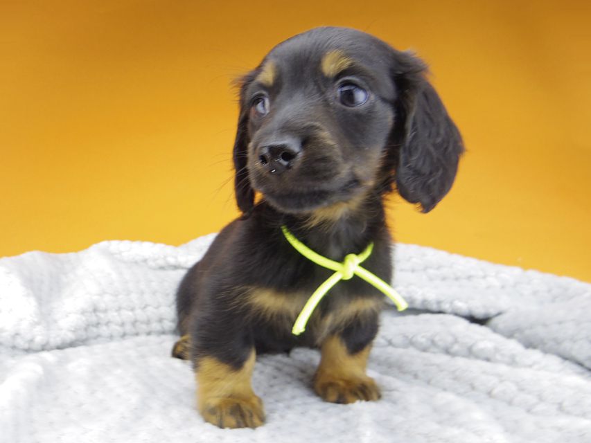 ミニチュアダックスフンド ルチアhp & ブルースの子犬 ブラタン 男の子_IGP4686 ミニチュアダックスフンド ルチアhp & ブルースの子犬 ブラタン 男の子