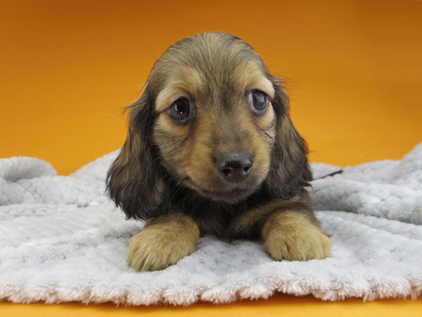 ミニチュアダックスフンド ルチアhp & ブルースの子犬 イエロー(クリーム) 女の子_IGP4753 ミニチュアダックスフンド ルチアhp & ブルースの子犬 イエロー(クリーム) 女の子