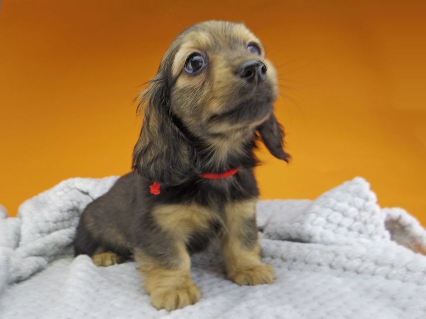 ミニチュアダックスフンド ルチアhp & ブルースの子犬 イエロー(クリーム) 女の子_IGP4765 ミニチュアダックスフンド ルチアhp & ブルースの子犬 イエロー(クリーム) 女の子