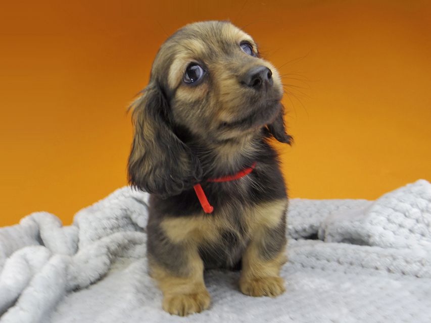 ミニチュアダックスフンド ルチアhp & ブルースの子犬 イエロー(クリーム) 女の子_IGP4772 ミニチュアダックスフンド ルチアhp & ブルースの子犬 イエロー(クリーム) 女の子