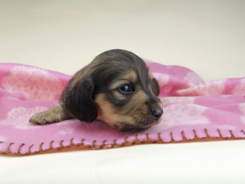 カニンヘン ダックスフンド オリーブkk & スカッシュの子犬 イエロー（クリーム） 男の子（1）