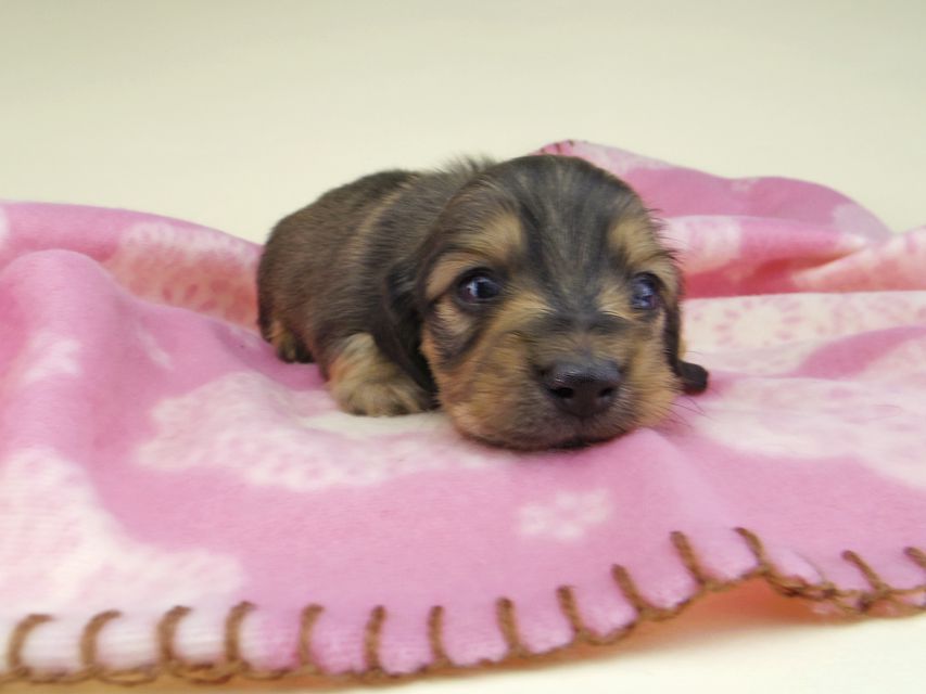 カニンヘン ダックスフンド オリーブkk & スカッシュの子犬 イエロー（クリーム） 男の子（1）