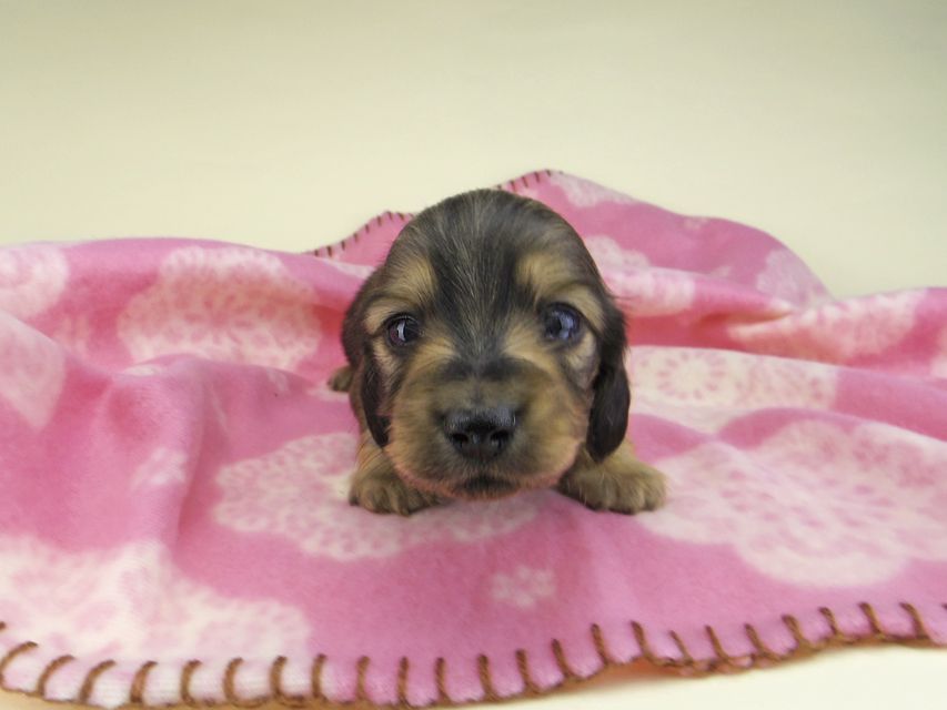 カニンヘン ダックスフンド オリーブkk & スカッシュの子犬 イエロー（クリーム） 男の子（1）